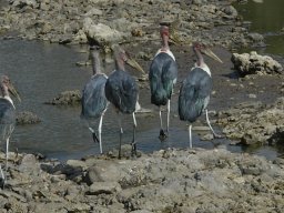 Western_Corridor_(Kirawira)2003-068